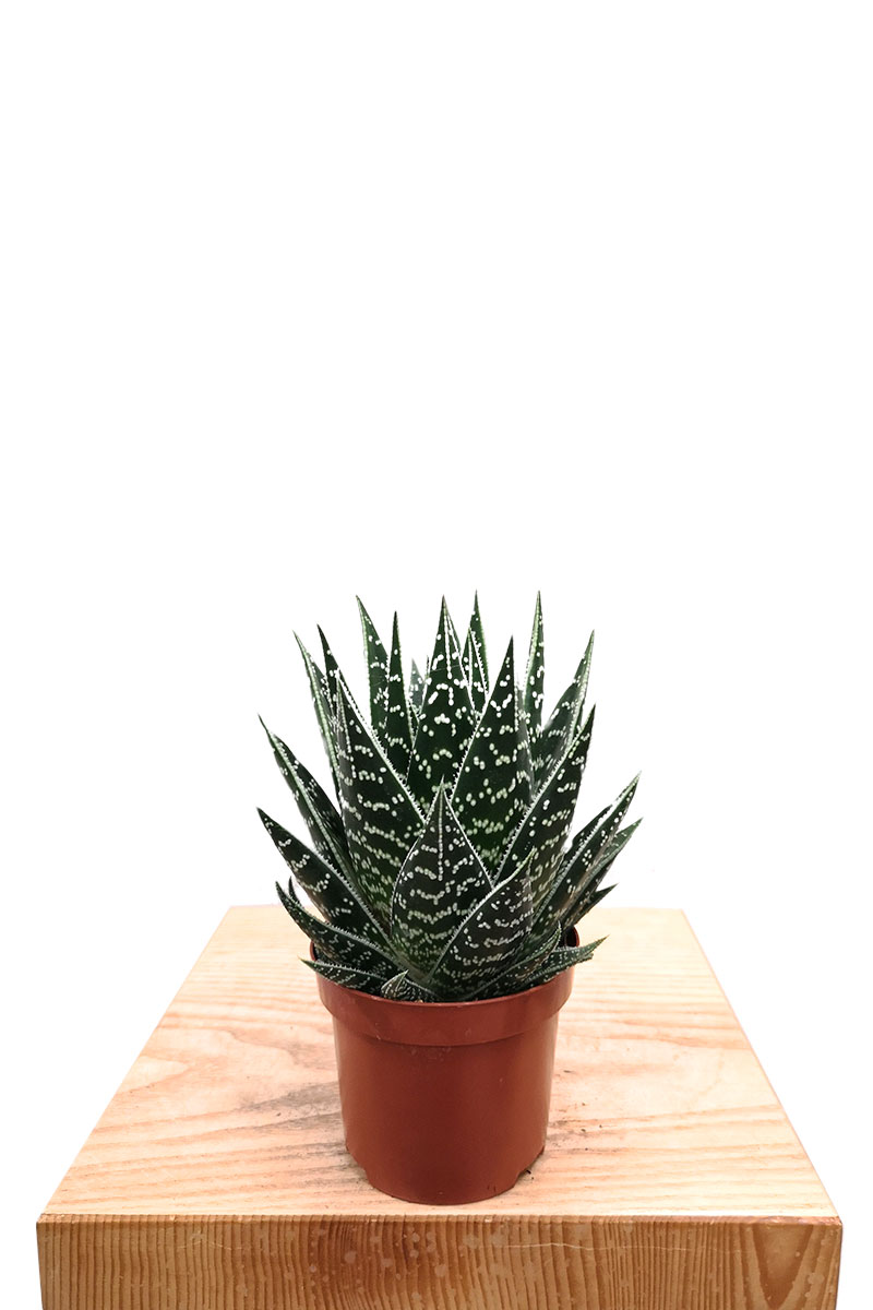 Aloe Tiki Tahi