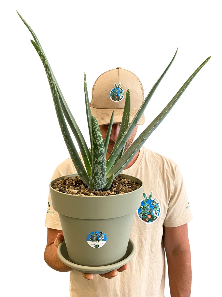 Echte Aloe Vera Bio