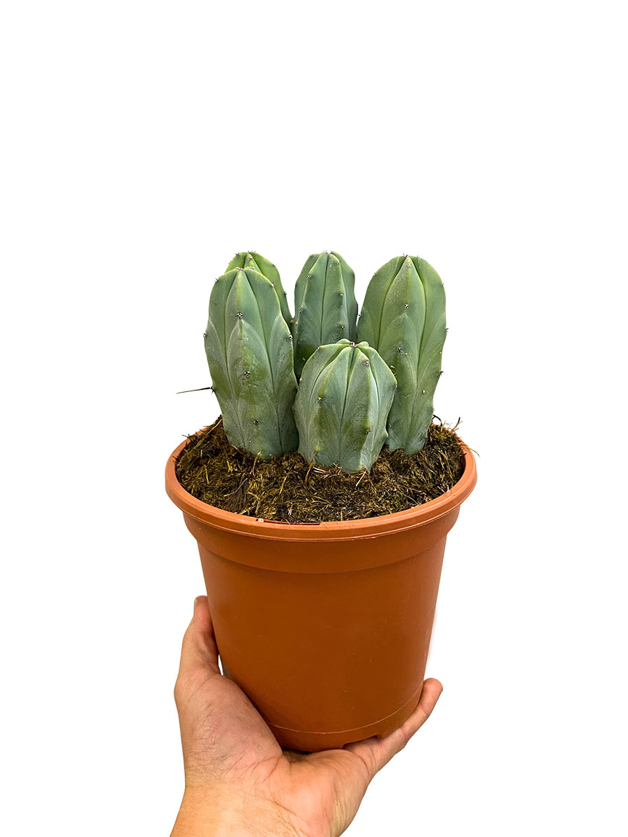Myrtillocactus Geometrizans XL