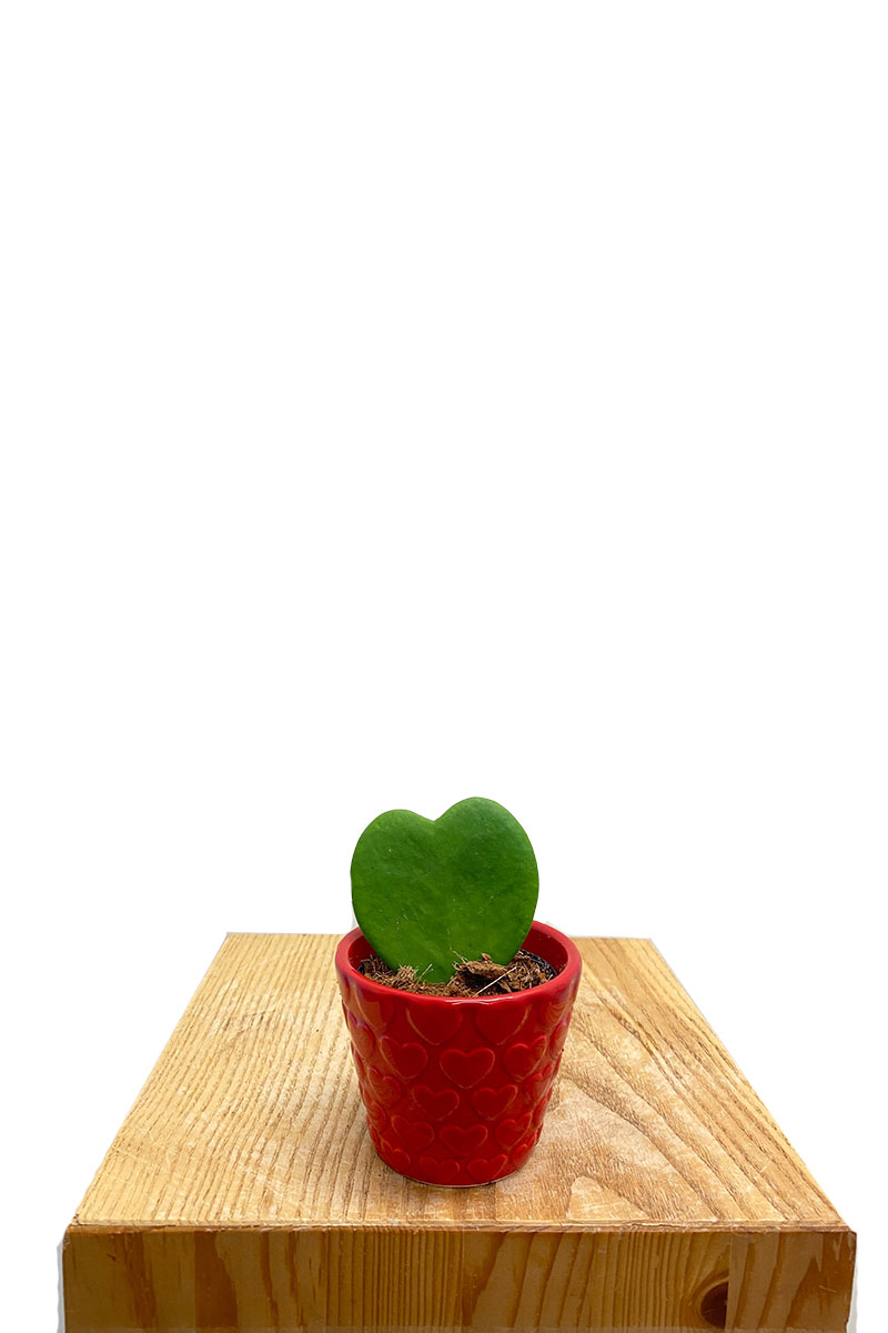 Herzblattpflanze Hoya kerrii im Keramiktopf