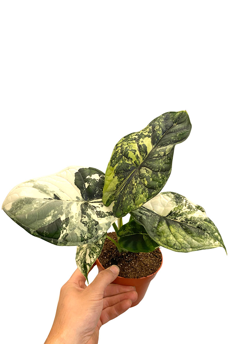 Alocasia Dragon Scale Variegata