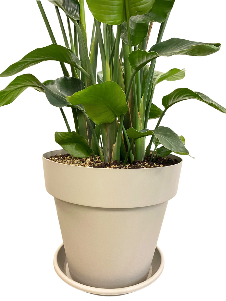 Strelitzia Nicolai - Gross