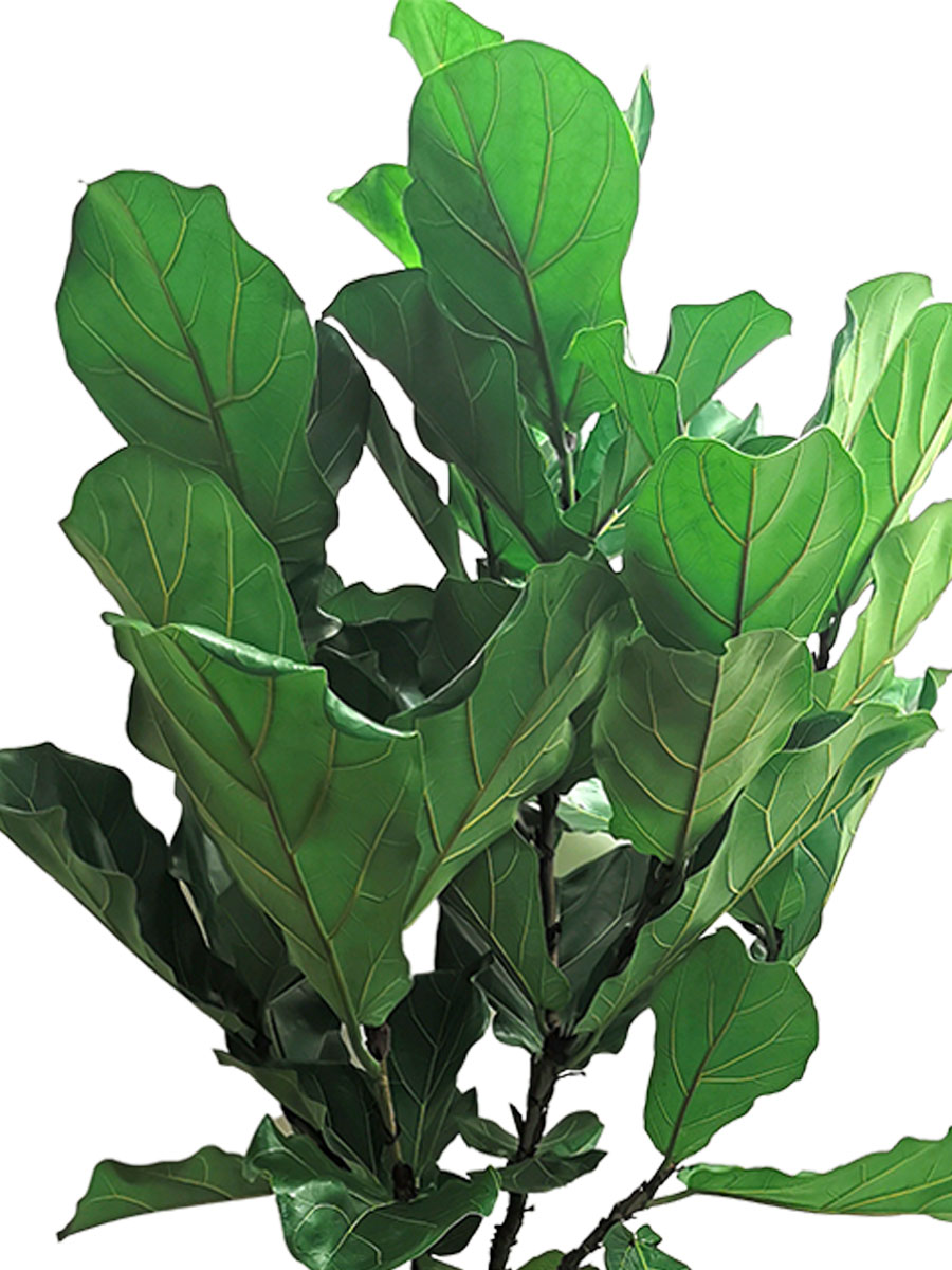 Vulcastrat - Geigenfeige Ficus lyrata Stamm XL