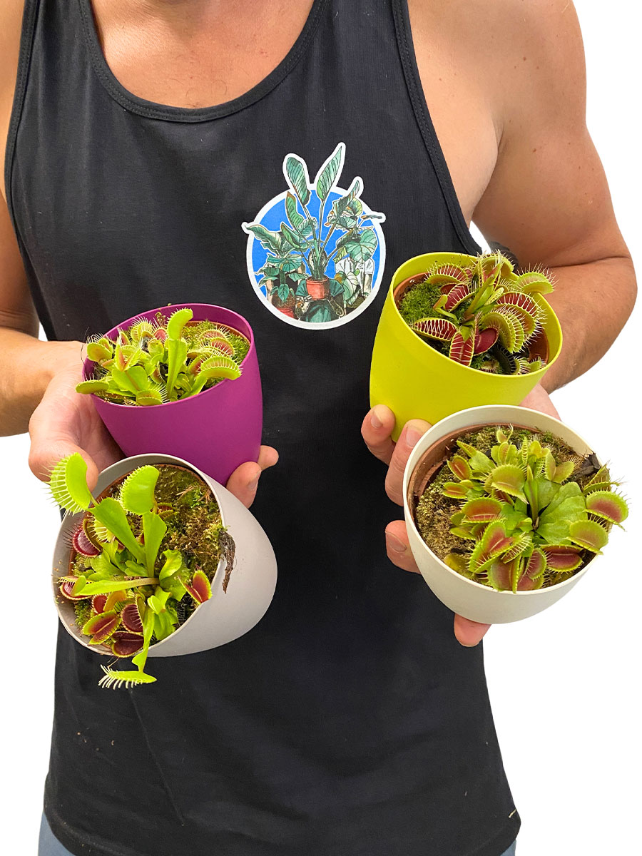 Venusfliegenfalle Dionaea 4er Mix