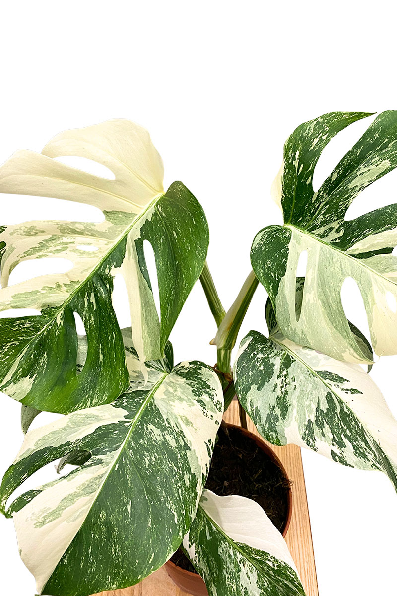 Monstera Variegata Super White