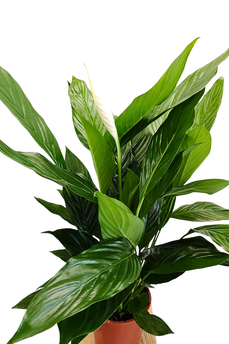 Einblatt Spathiphyllum