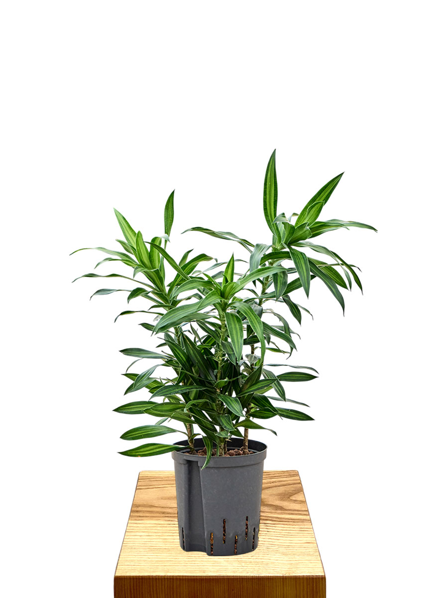 Hydro - Dracaena Reflexa Song of Jamaica