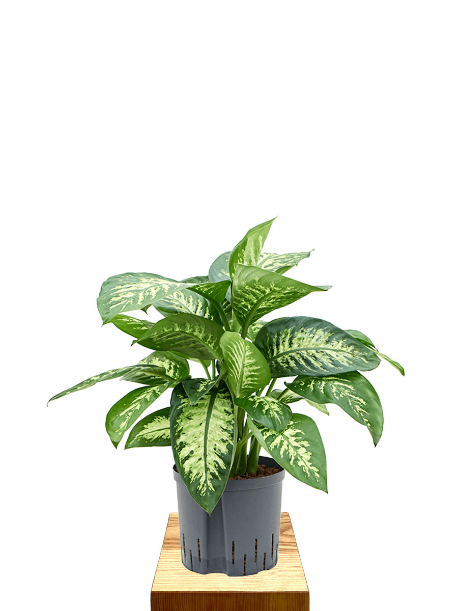 Hydro - Dieffenbachia Reeva