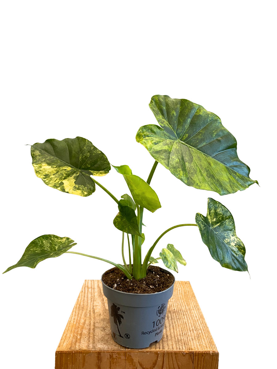 Alocasia Macrorrhiza Aurea Variegata