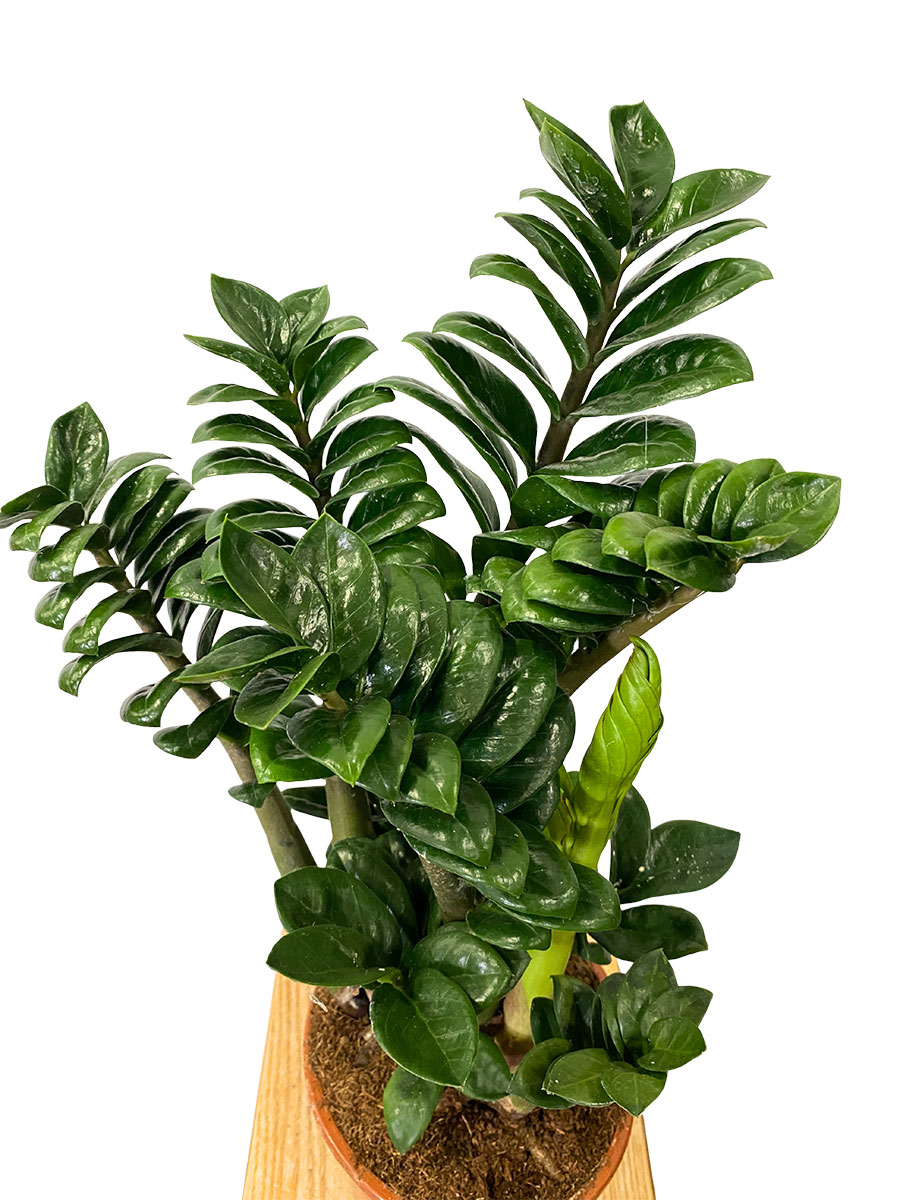 Zamioculcas Zenzi