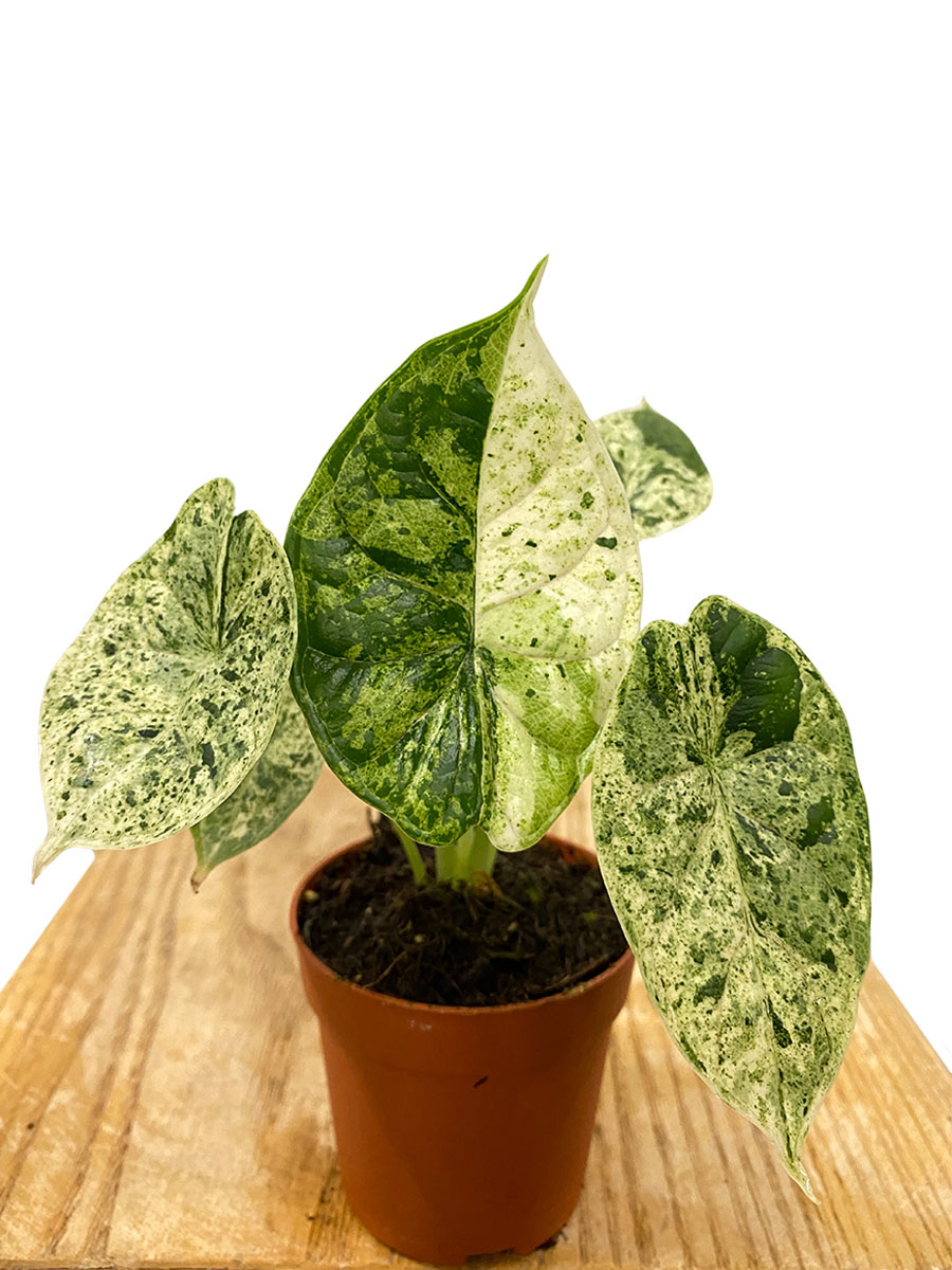 Baby Alocasia Dragon Scale Variegata