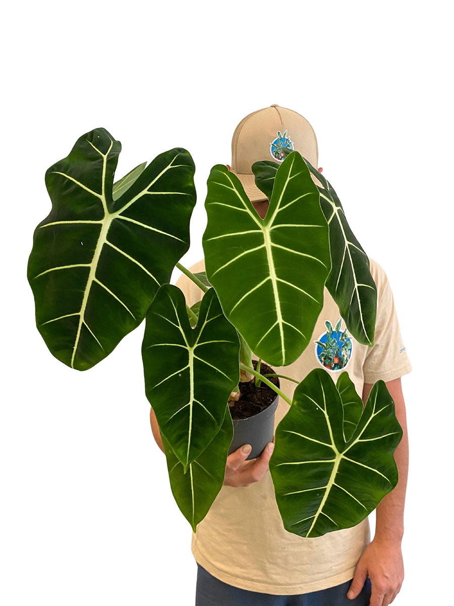 Alocasia Frydek