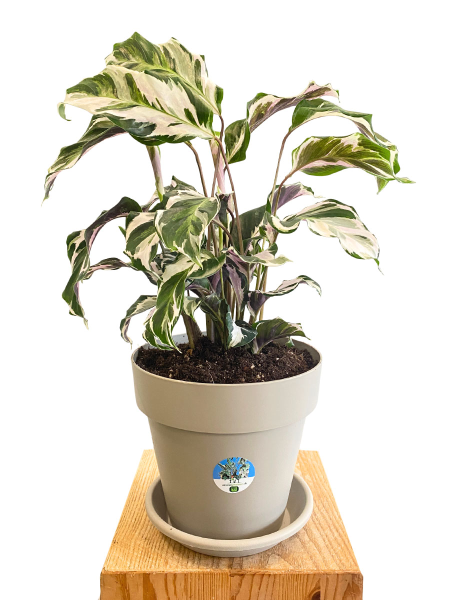 Calathea White Fusion