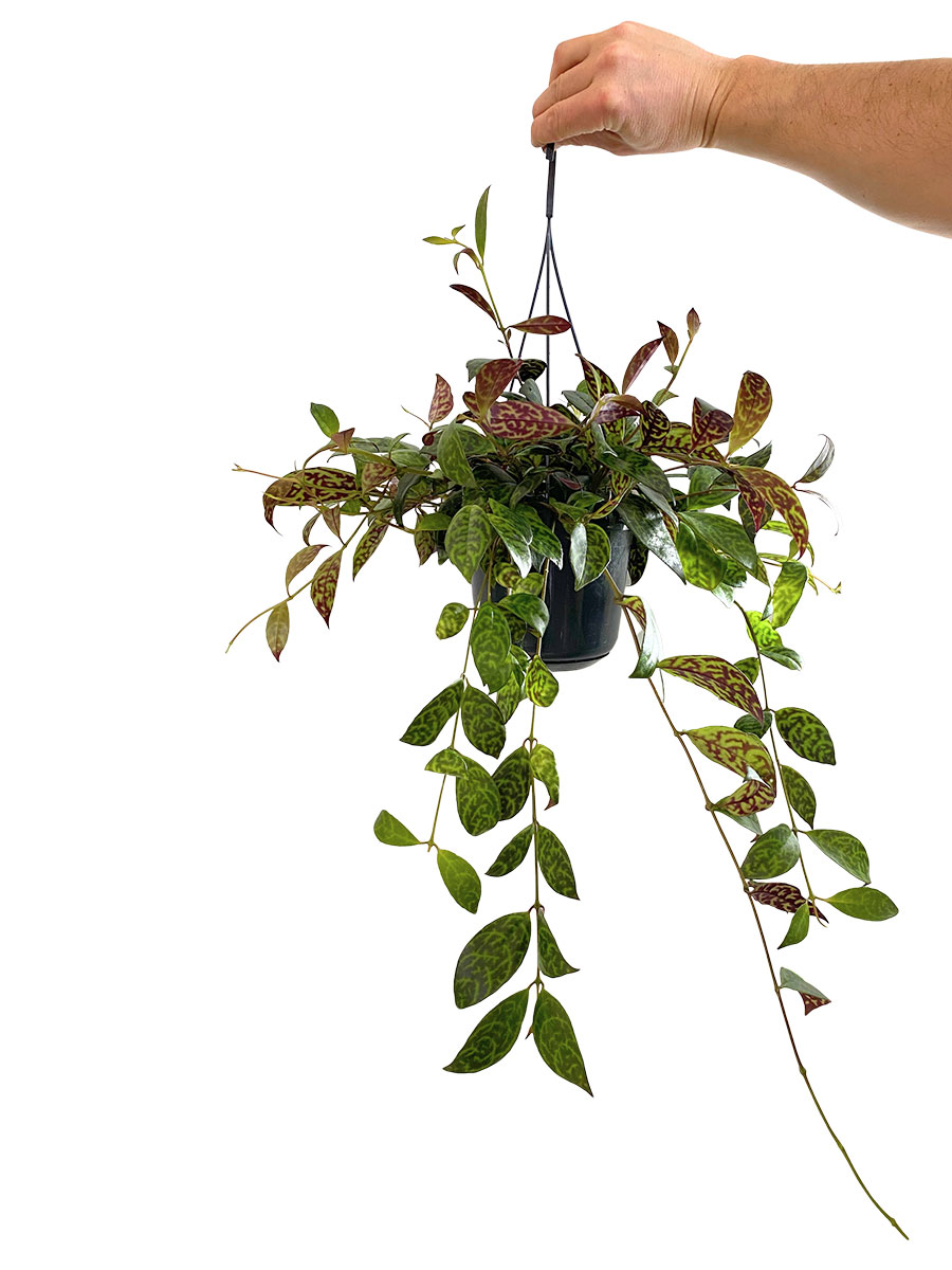 Hänger - Lipstick Plant Aeschynanthus Marmoratus
