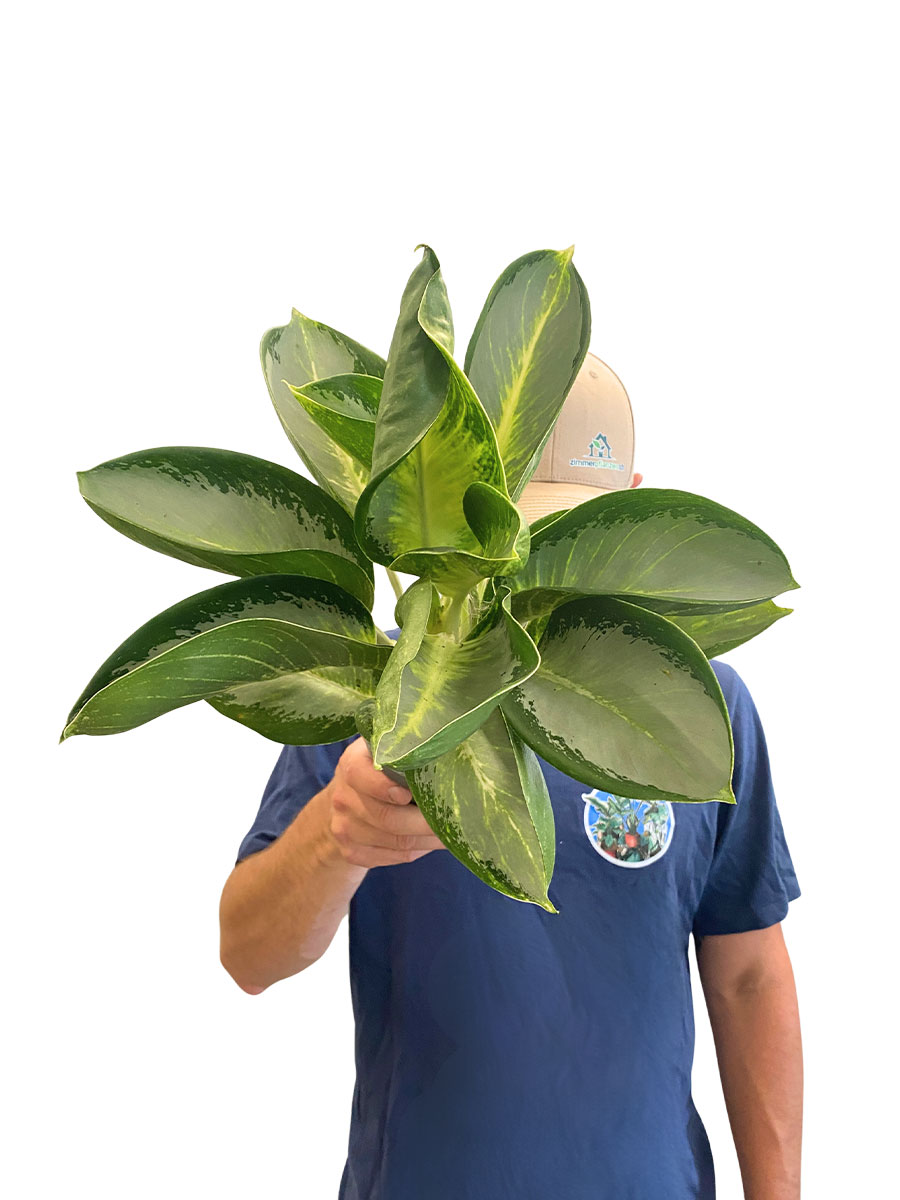 Aglaonema Turtle Green