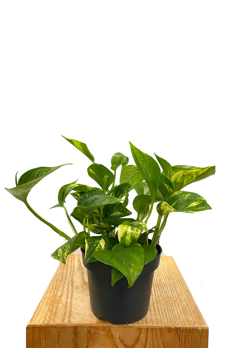 Goldene Efeutute Epipremnum Aureum Goldene Efeutute Epipremnum Aureum