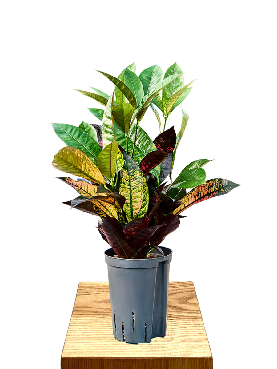  Hydro - Kroton Codiaeum Variegatum Mrs Iceton 