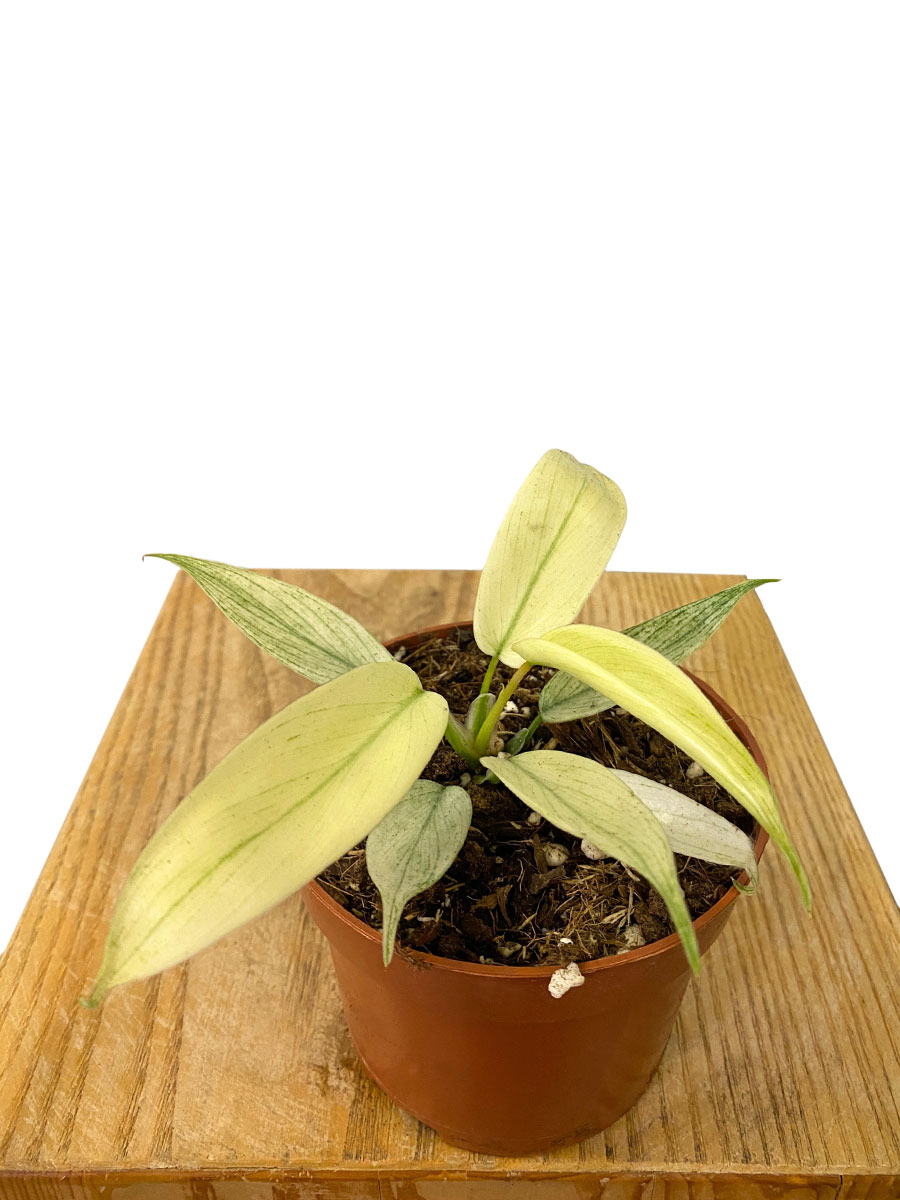 Philodendron Florida Ghost