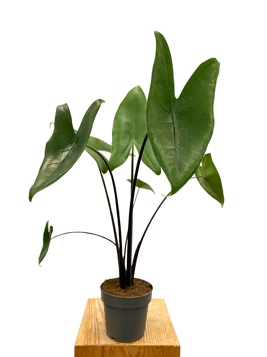Alocasia Zebrina Black