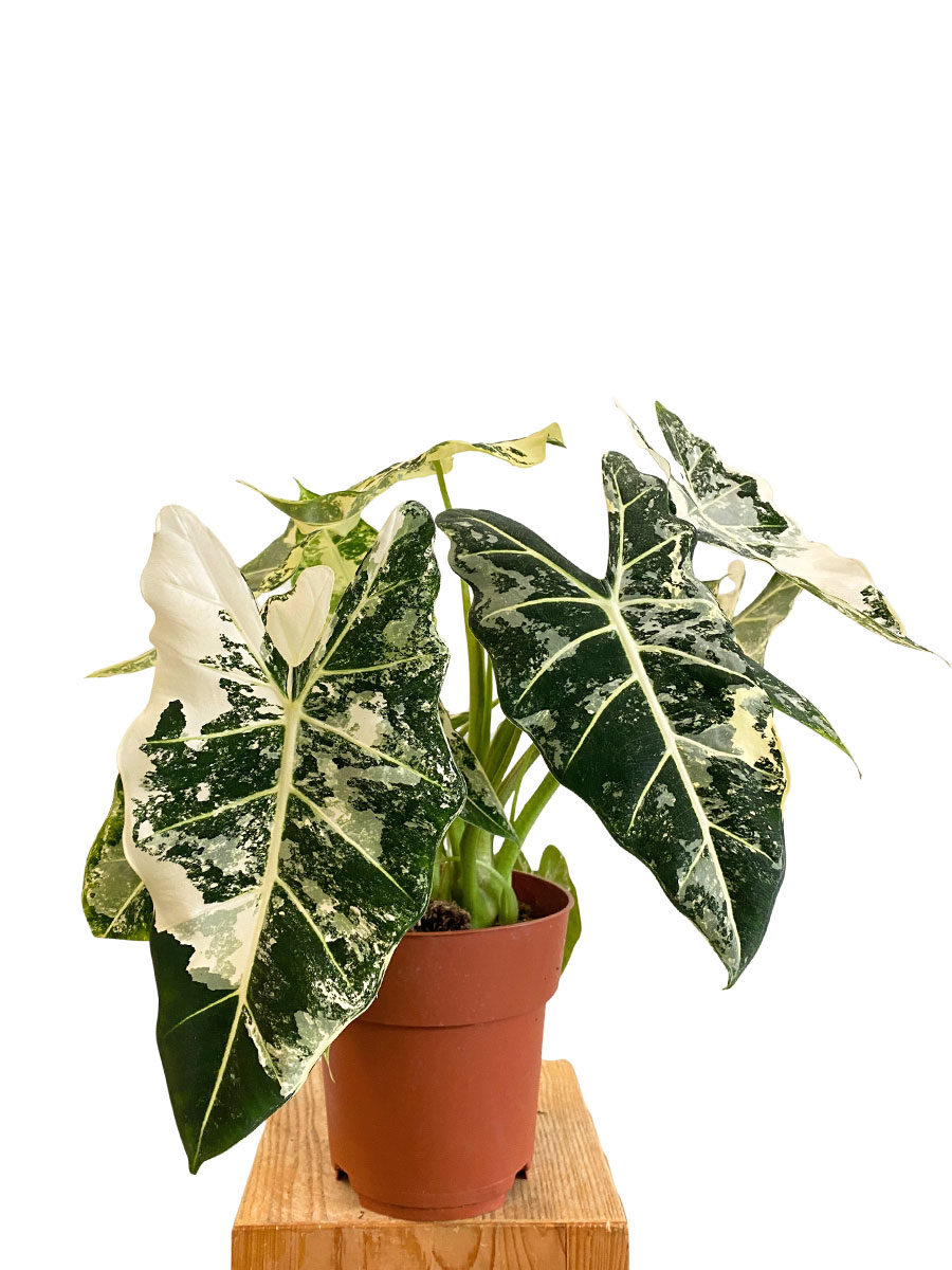 Alocasia Frydek Variegata XL