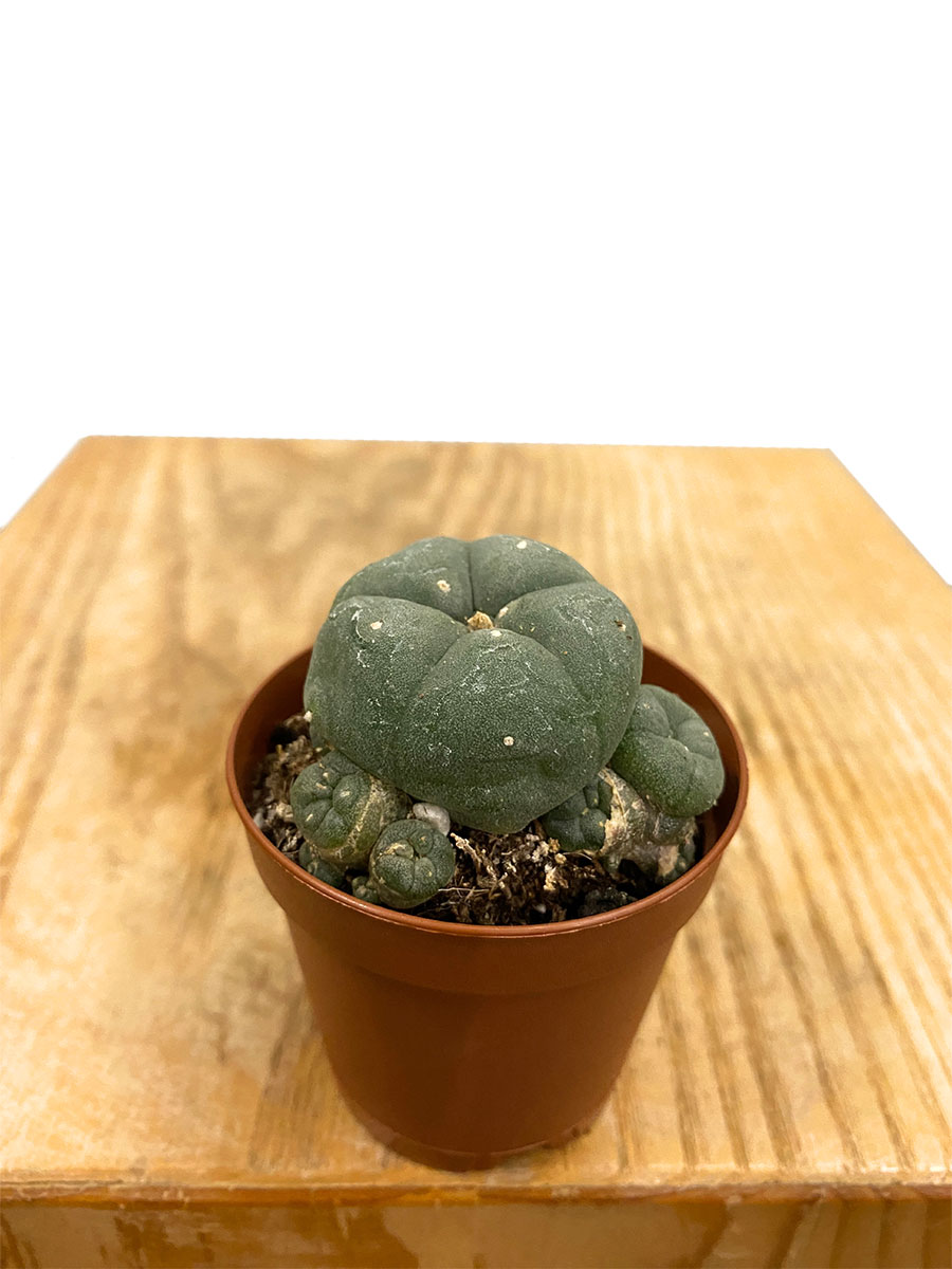 Baby Peyote Kaktus Lophophora Williamsii