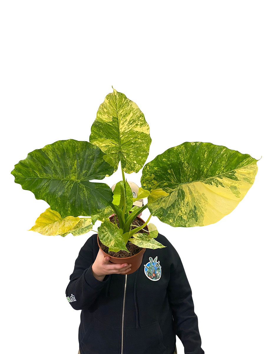 Alocasia Odora Variegata Yellow