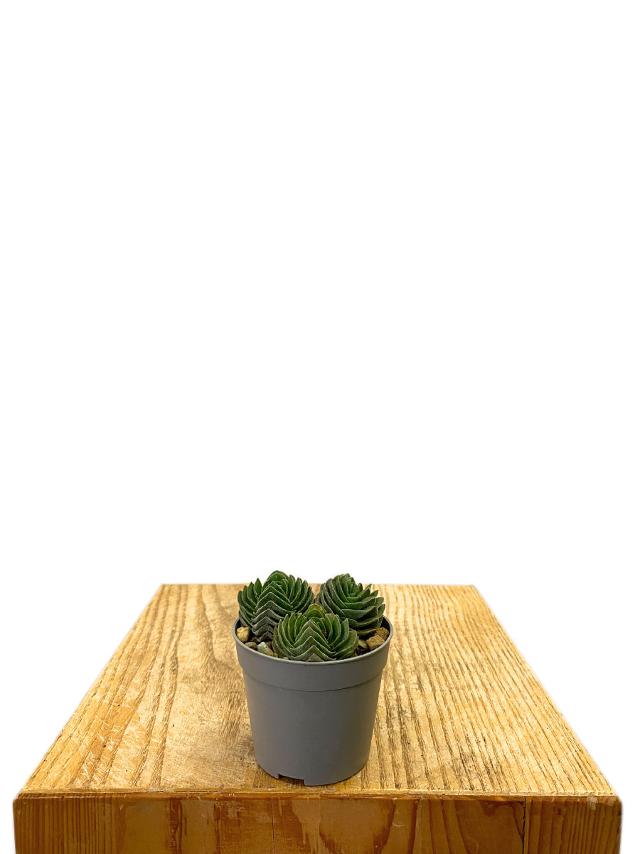 Crassula Buddha's Temple