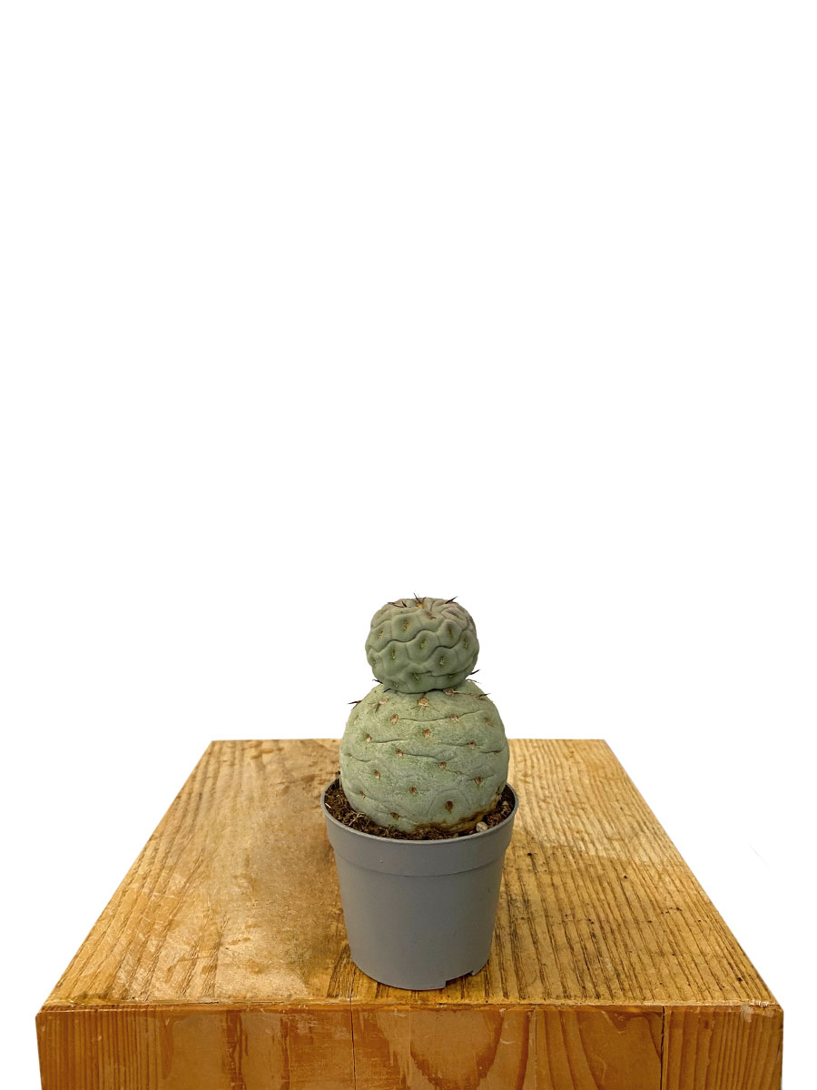 Tephrocactus Geometricus F. Hilflos