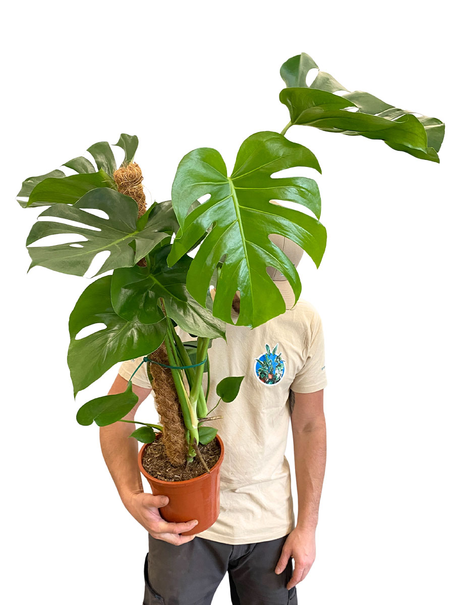 Monstera Deliciosa Moosstab