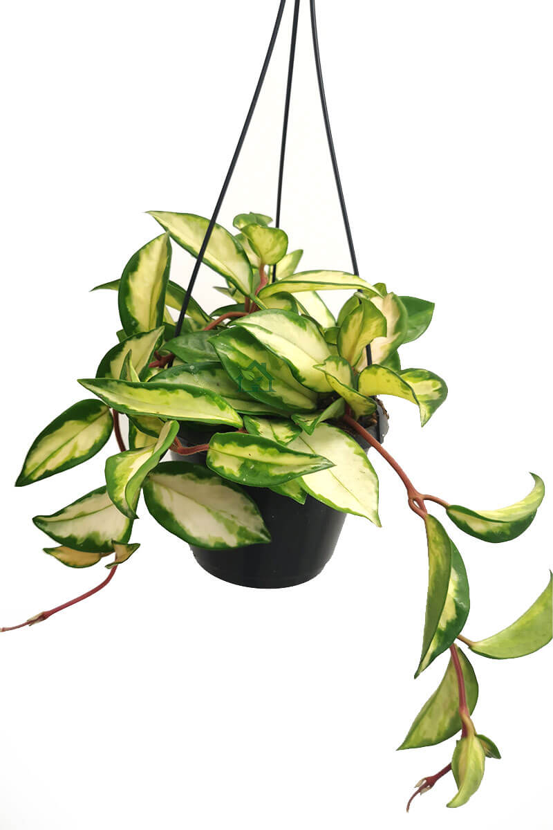 Hoya carnosa Zimmerpflanzen online kaufen