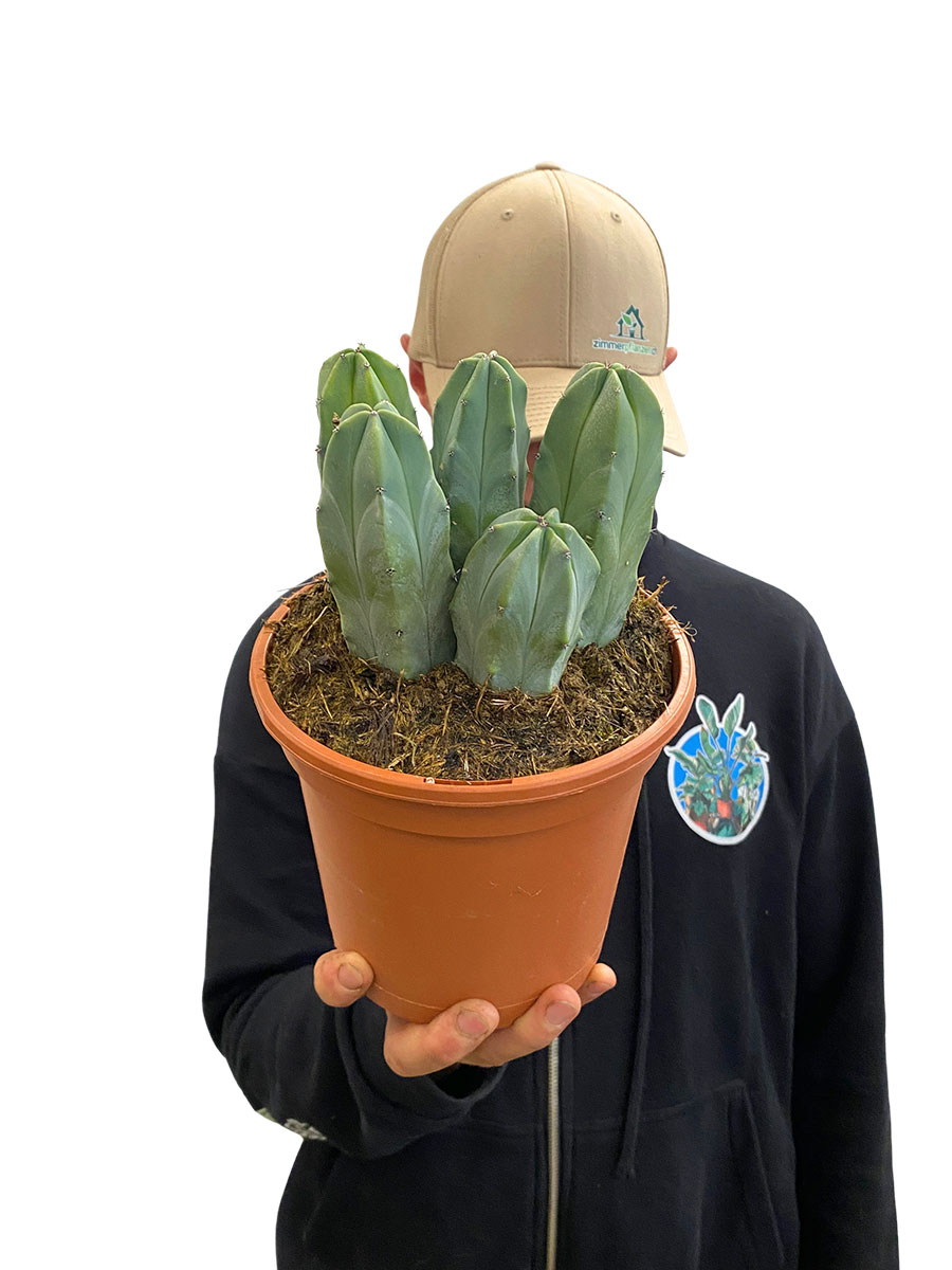 Myrtillocactus Geometrizans XL