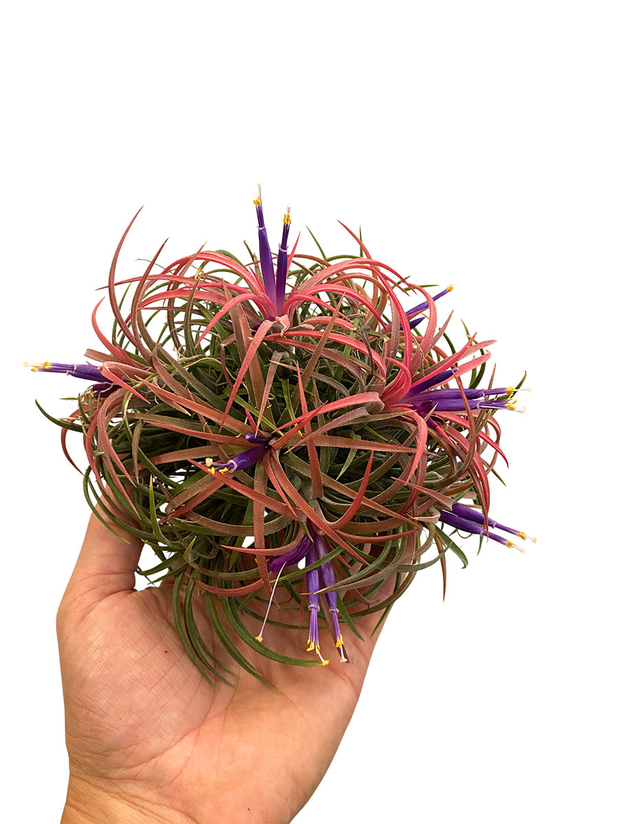 Tillandsia Clumb Red XL