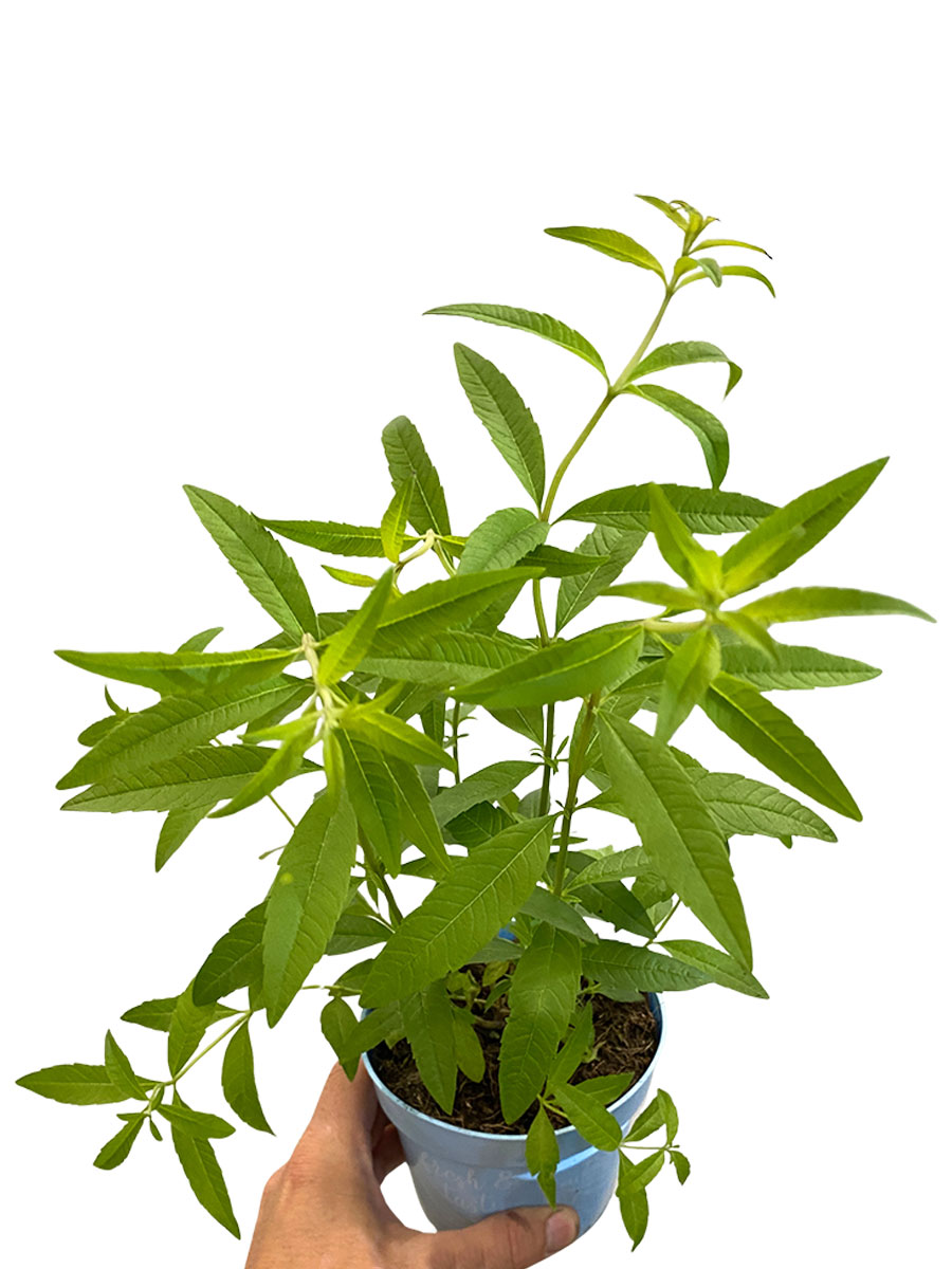 Bio Zitronenverbene Aloysia Citrodora