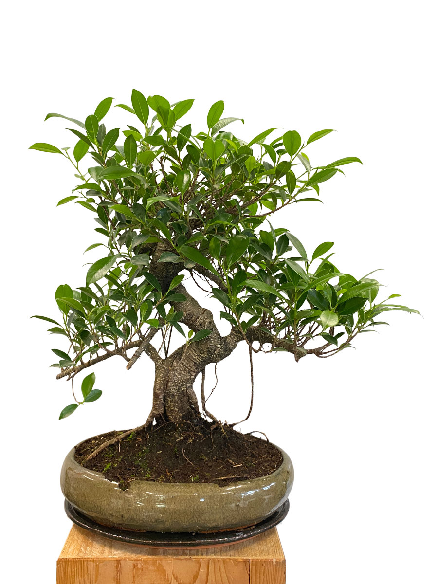 Bonsai - Ficus Retusa