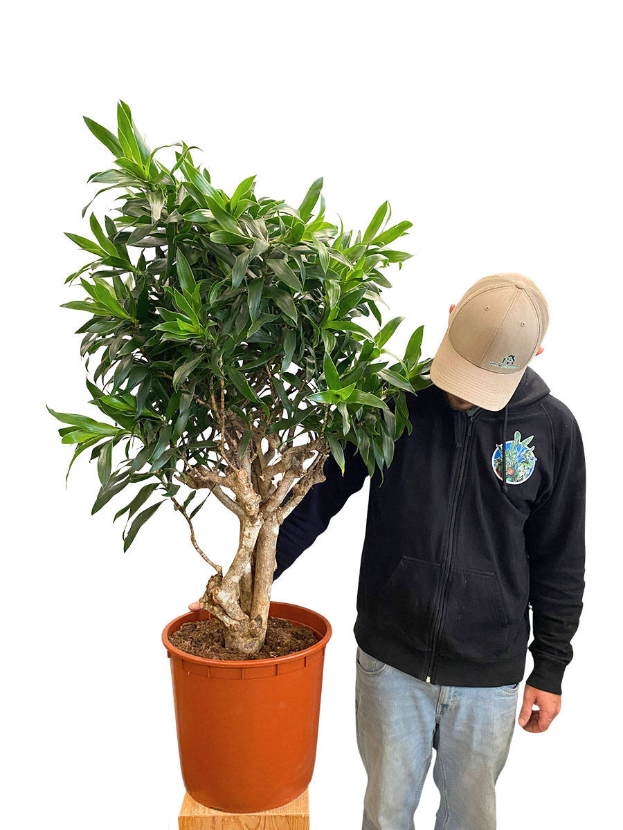 Dracaena Reflexa - Ø150 cm