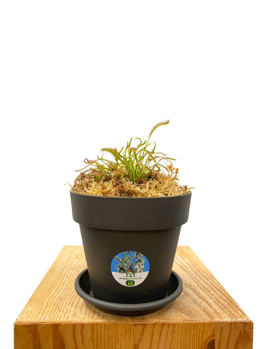 Sonnentau Drosera Capensis