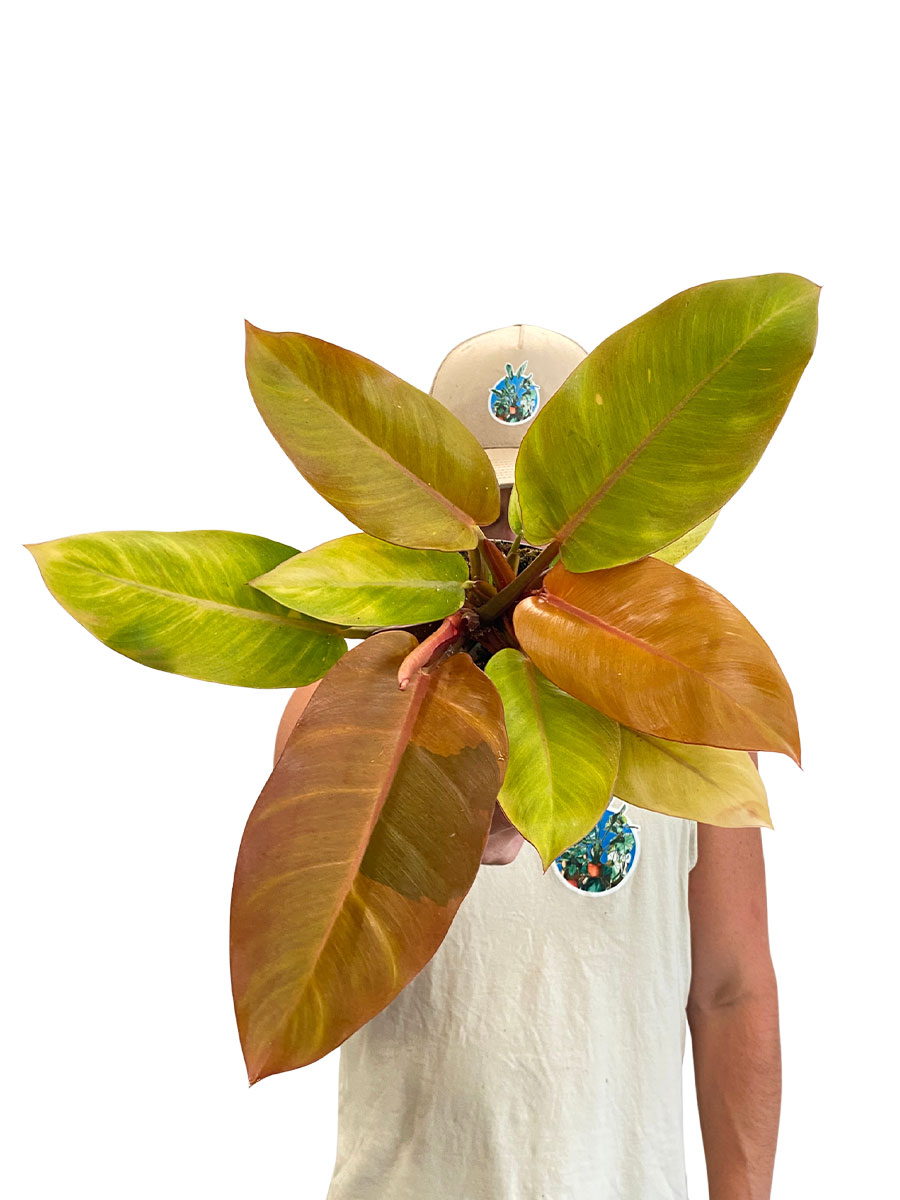 Philodendron Prince of Orange