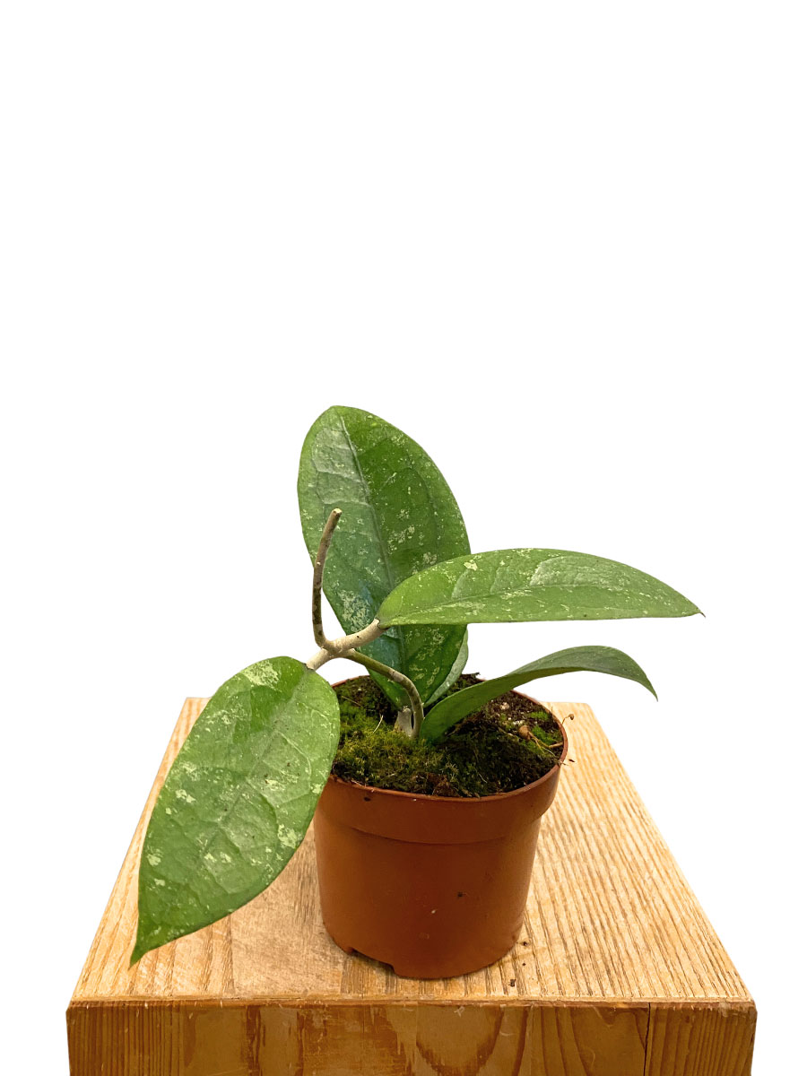Hoya Aff. Vitellina