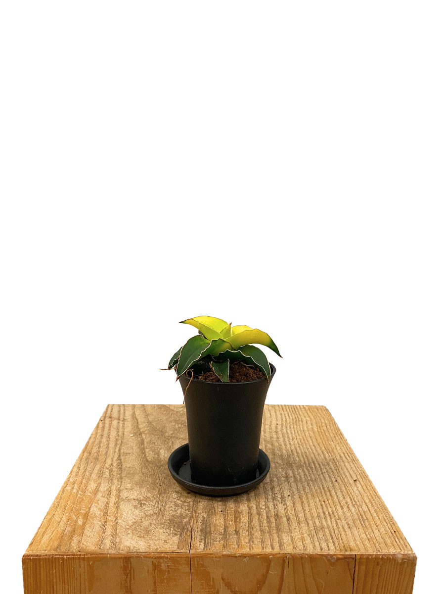 Sansevieria Star Canary - Ø7.5 cm