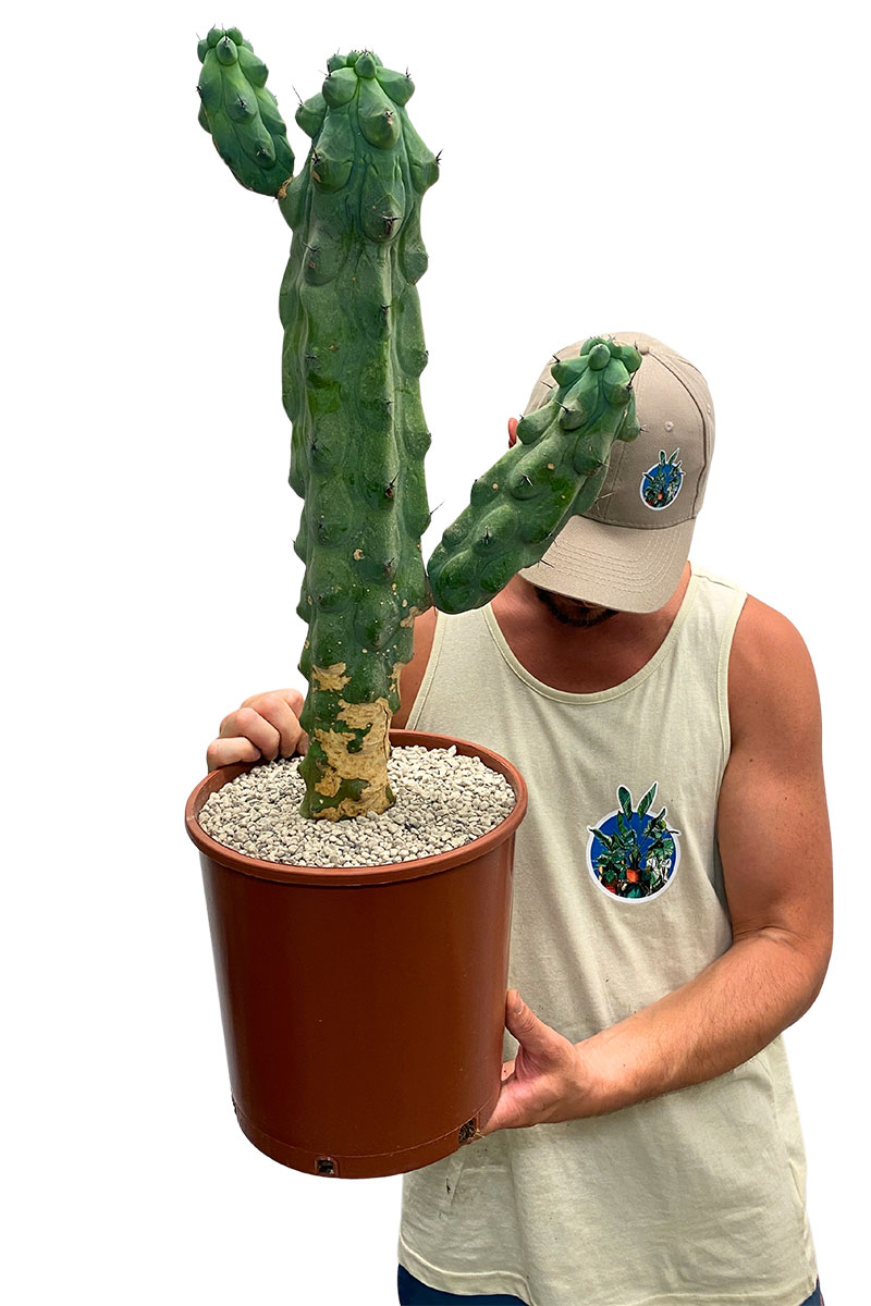 Booby - Myrtillocactus geometrizans (Originalpflanze)