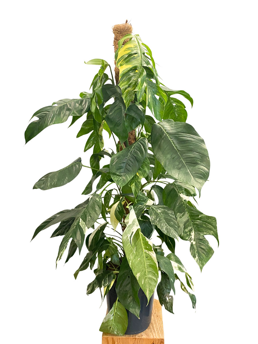 Epipremnum Albo Variegata Moosstab