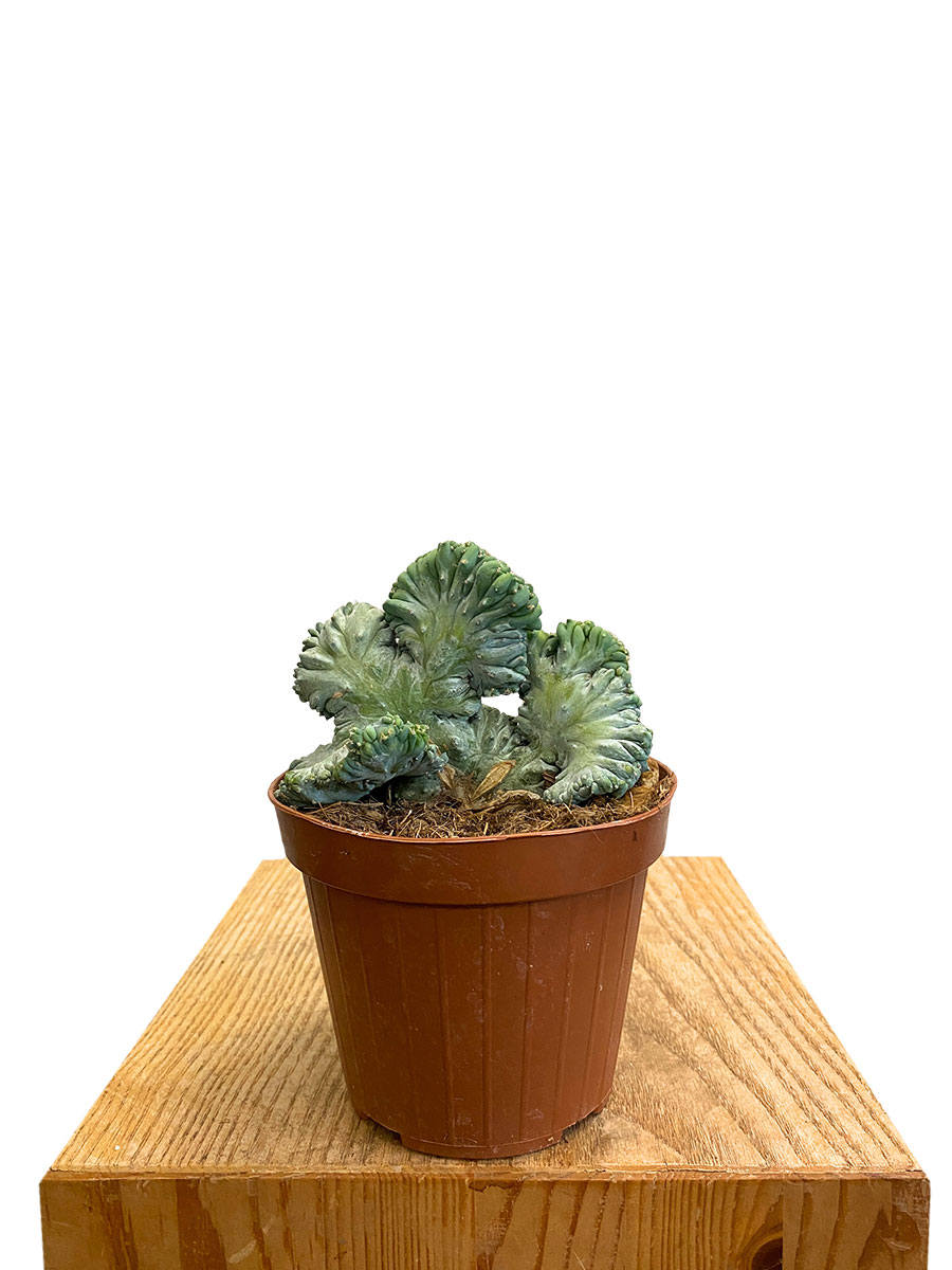 Myrtillocactus Geometrizans Cristata