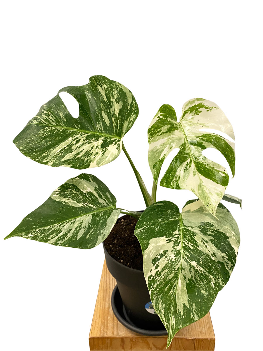 Monstera Deliciosa Variegata