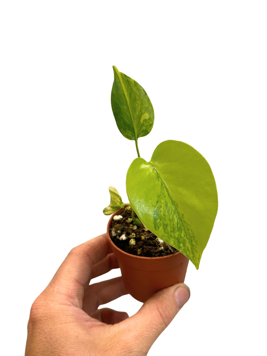 Baby Monstera Deliciosa Aurea Variegata