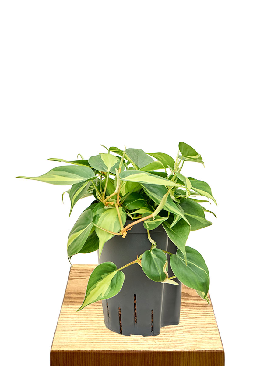Hydro - Philodendron Scandens Brasil