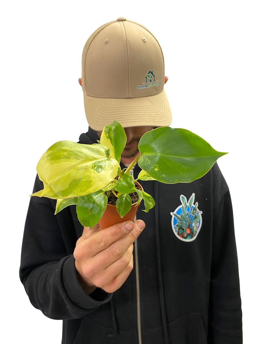 Baby Philodendron Burle Marx Variegata