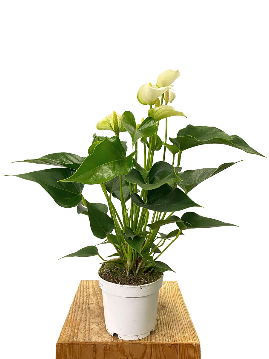 Anthurium White Champion - Ø12 cm