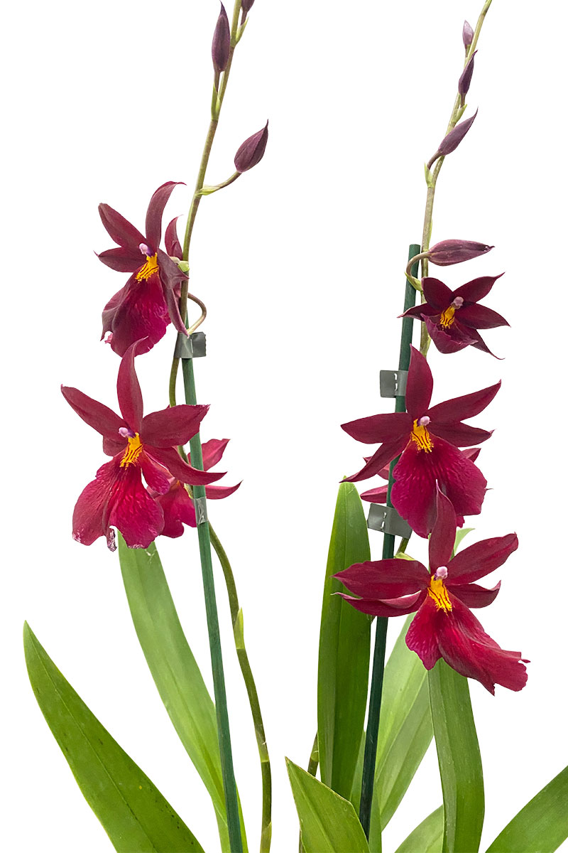 Orchidee Nelly Isler Red Velvet inkl. Keramiktopf Weiss