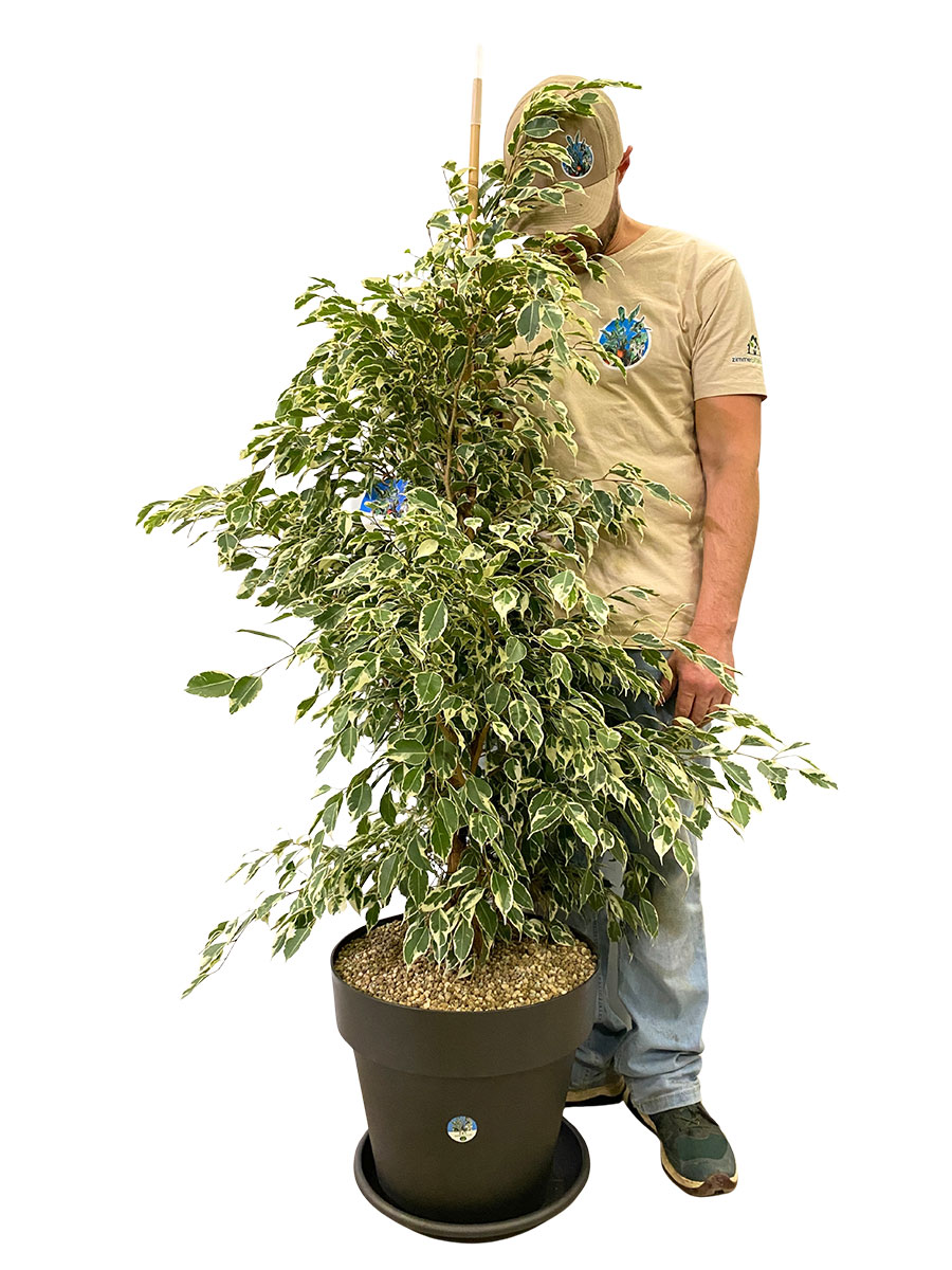 Ficus Benjamina Twilight