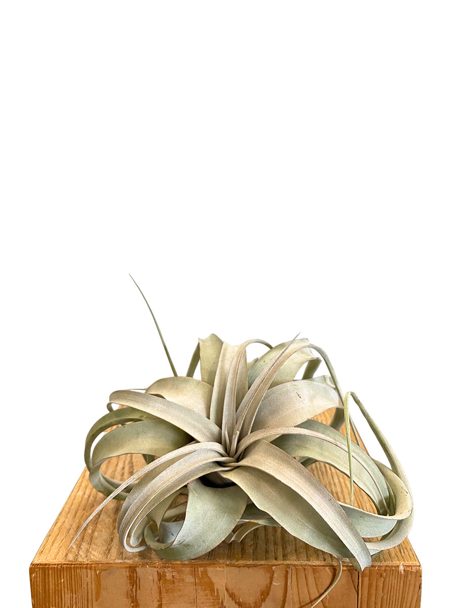 Tillandsia Xerographica